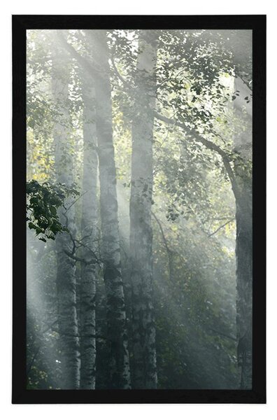 Plakat sunčeve zrake u maglovitoj šumi
