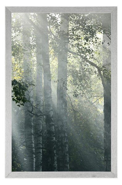 Plakat sunčeve zrake u maglovitoj šumi
