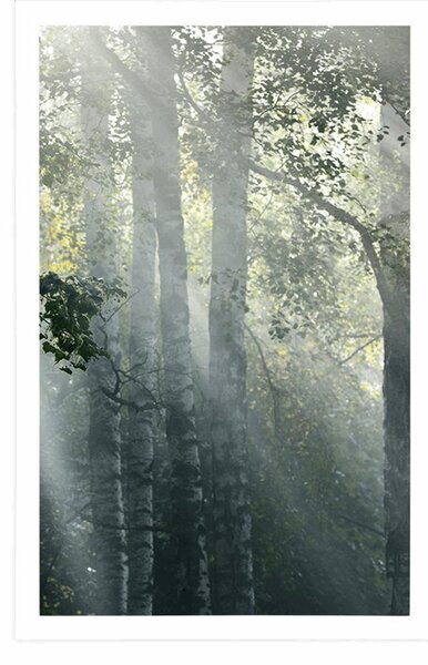 Plakat sunčeve zrake u maglovitoj šumi
