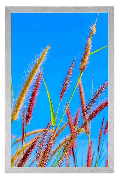 Plakat divlja trava pod plavim nebom