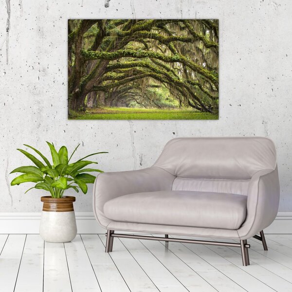 Slika - Oaks Avenue, Charleston, Južna Karolina, ZDA (90x60 cm)