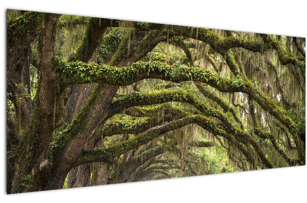 Slika - Oaks Avenue, Charleston, Južna Karolina, ZDA (120x50 cm)