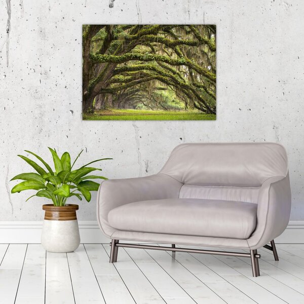 Slika - Oaks Avenue, Charleston, Južna Karolina, ZDA (70x50 cm)