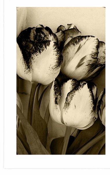 Plakat s paspartuom proljetni tulipani u sepijastom tonu