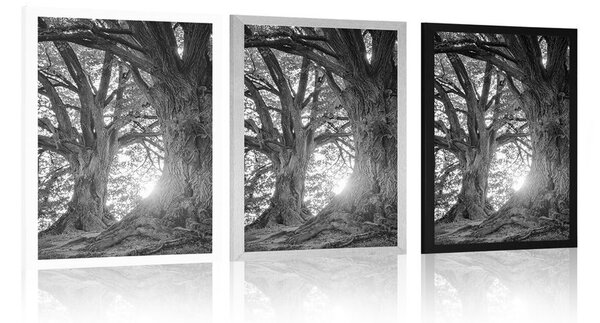Plakat majestetična stabla u crno-bijelom dizajnu