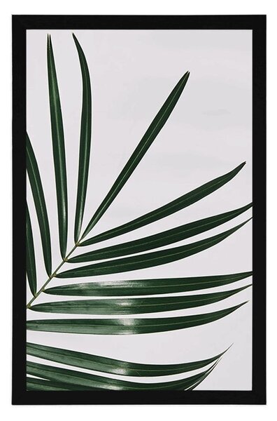 Plakat divni palmin list