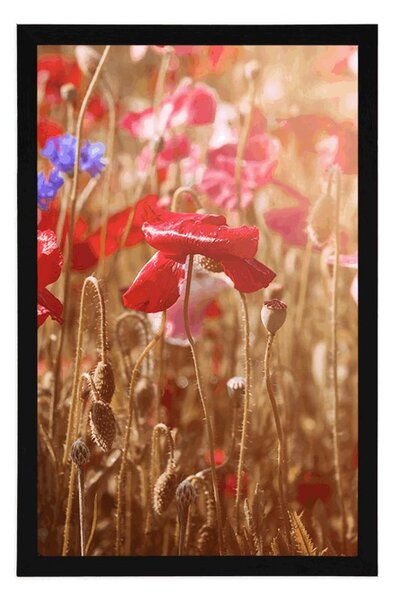 Plakat mak obasjan suncem