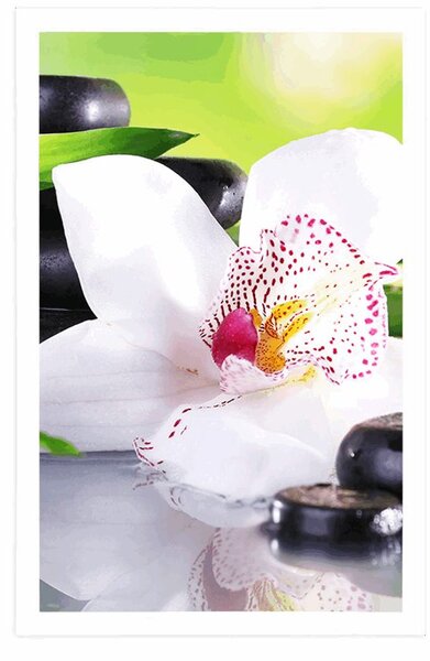 Plakat japanska orhideja