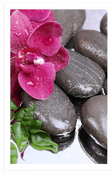 Plakat orhideja u cvatu i wellness kamenje