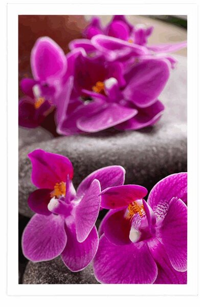 Plakat prekrasna orhideja i Zen kamenje