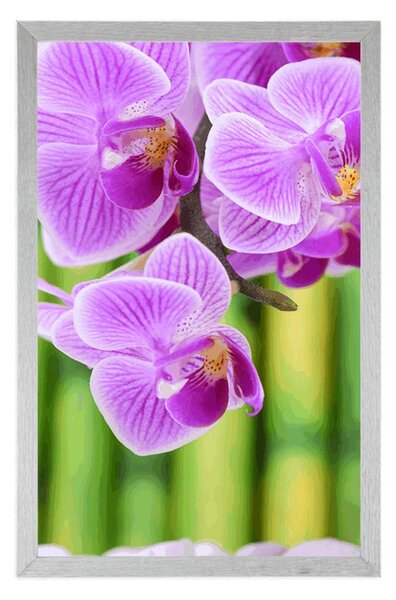 Plakat Zen vrt