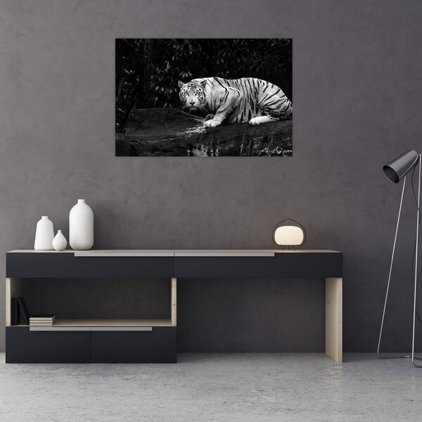 Slika - Albino tiger, črno-bela (90x60 cm)