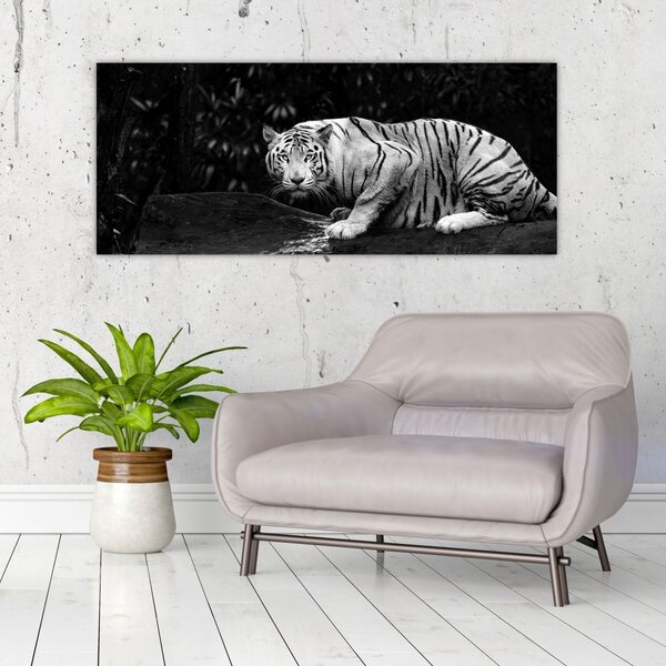 Slika - Albino tiger, črno-bela (120x50 cm)