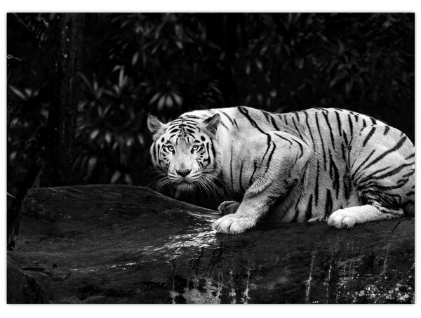 Slika - Albino tiger, črno-bela (70x50 cm)