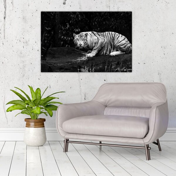 Slika - Albino tiger, črno-bela (90x60 cm)