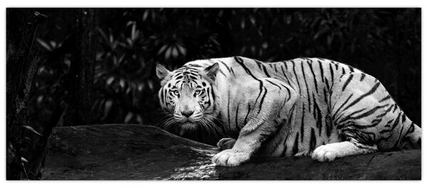 Slika - Albino tiger, črno-bela (120x50 cm)