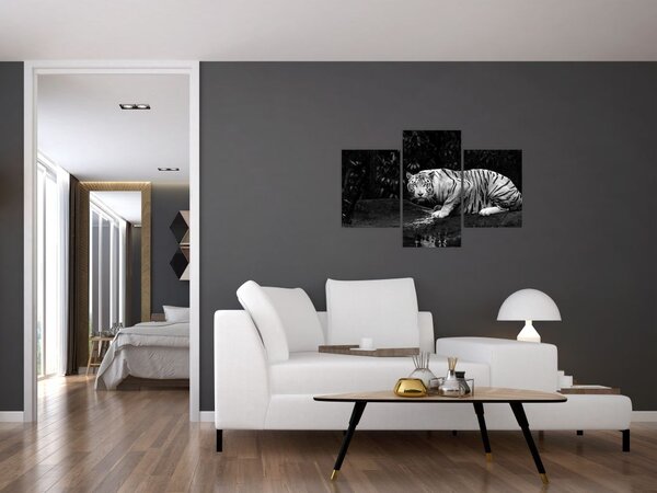 Slika - Albino tiger, črno-bela (90x60 cm)