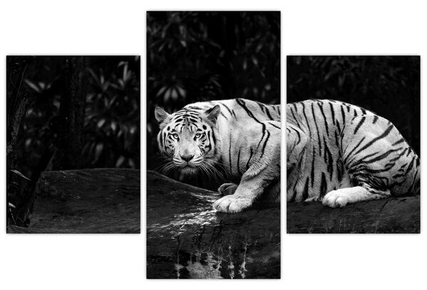 Slika - Albino tiger, črno-bela (90x60 cm)