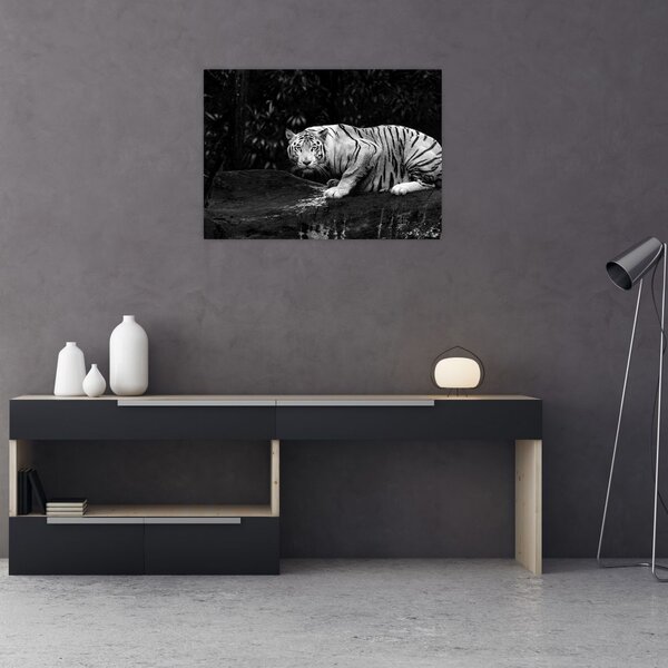 Slika - Albino tiger, črno-bela (70x50 cm)