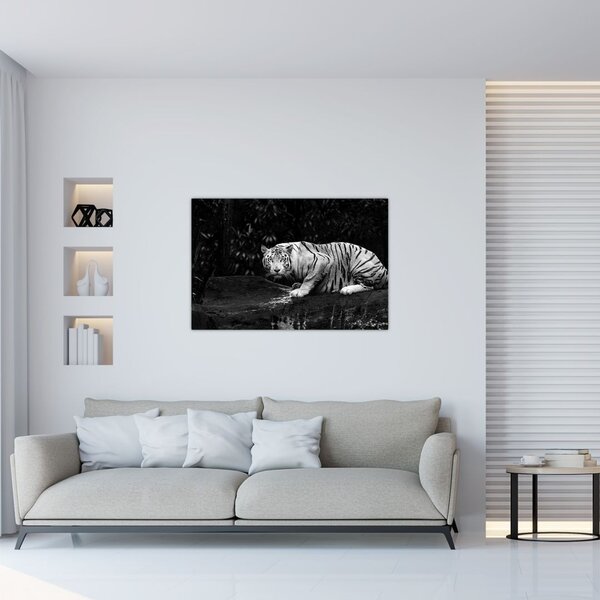 Slika - Albino tiger, črno-bela (90x60 cm)