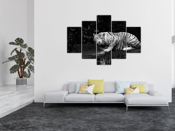 Slika - Albino tiger, črno-bela (150x105 cm)