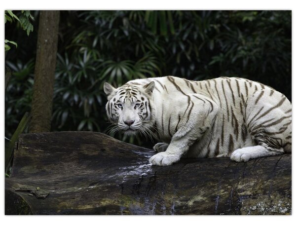Slika - Albino tiger (70x50 cm)