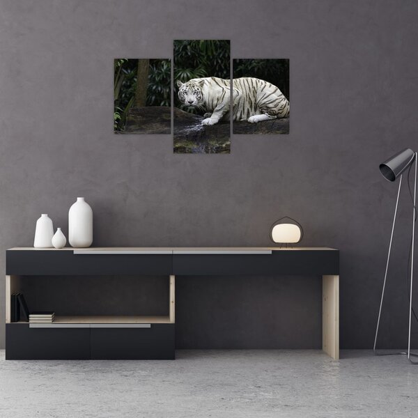 Slika - Albino tiger (90x60 cm)