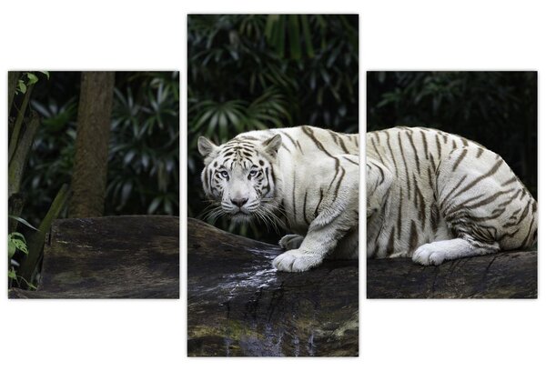 Slika - Albino tiger (90x60 cm)