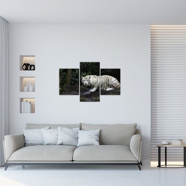 Slika - Albino tiger (90x60 cm)