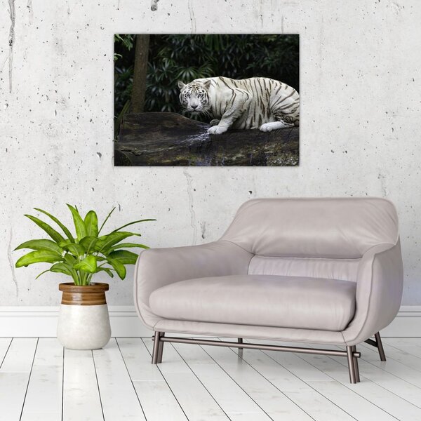Slika - Albino tiger (70x50 cm)