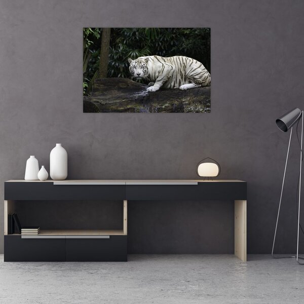 Slika - Albino tiger (90x60 cm)