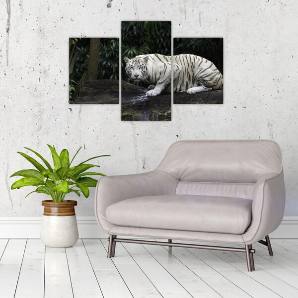 Slika - Albino tiger (90x60 cm)