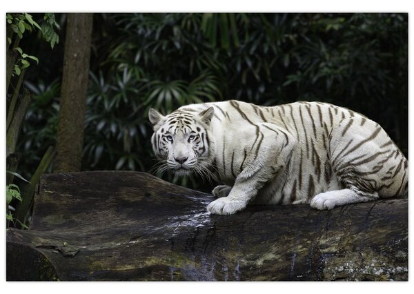 Slika - Albino tiger (90x60 cm)