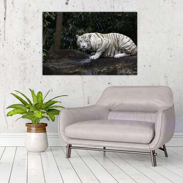 Slika - Albino tiger (90x60 cm)