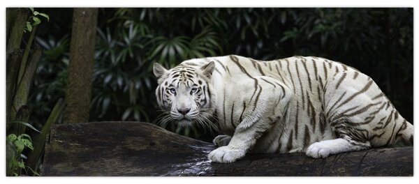 Slika - Albino tiger (120x50 cm)
