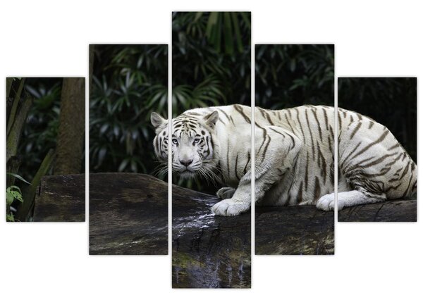 Slika - Albino tiger (150x105 cm)