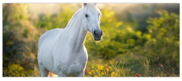 Slika belega konja na travniku (120x50 cm)