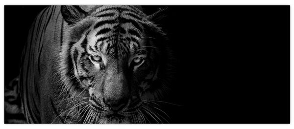 Slika divjega tigra (120x50 cm)