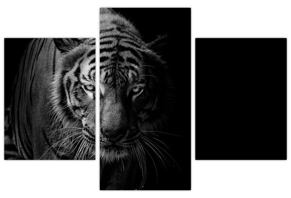 Slika divjega tigra (90x60 cm)