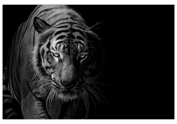 Slika divjega tigra (90x60 cm)