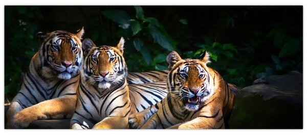 Slika - Tiger bratje (120x50 cm)