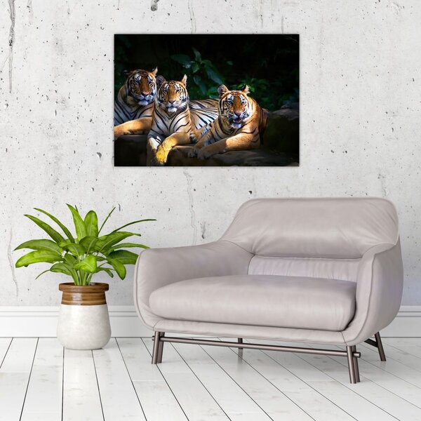 Slika - Tiger bratje (70x50 cm)