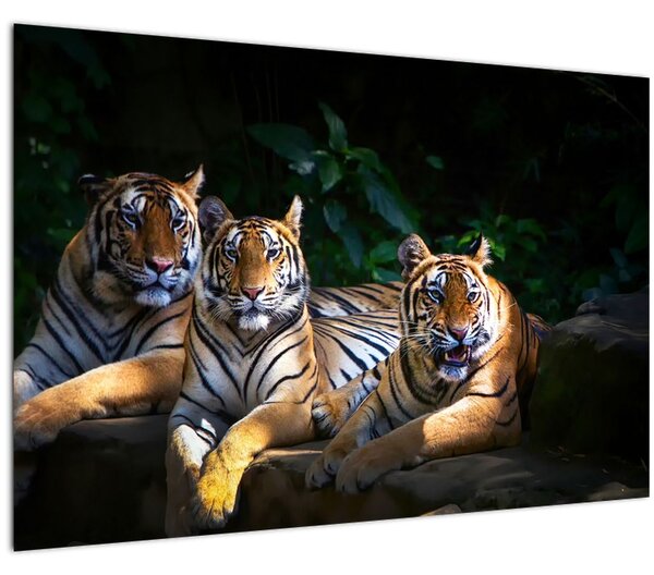 Slika - Tiger bratje (90x60 cm)