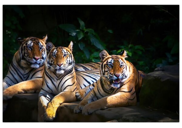 Slika - Tiger bratje (90x60 cm)