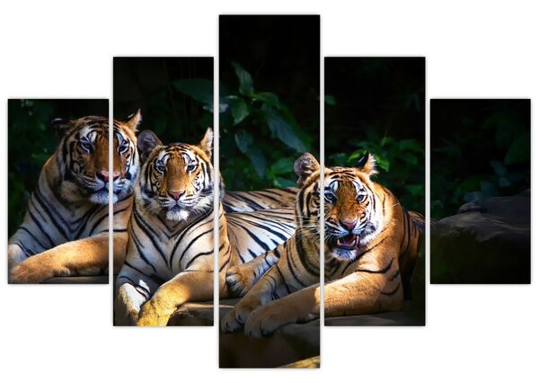 Slika - Tiger bratje (150x105 cm)