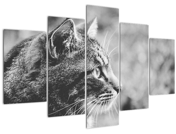 Slika - Mačka (150x105 cm)