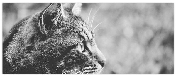 Slika - Mačka (120x50 cm)