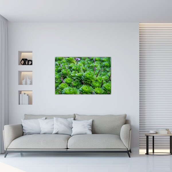 Slika sukulenata (90x60 cm)