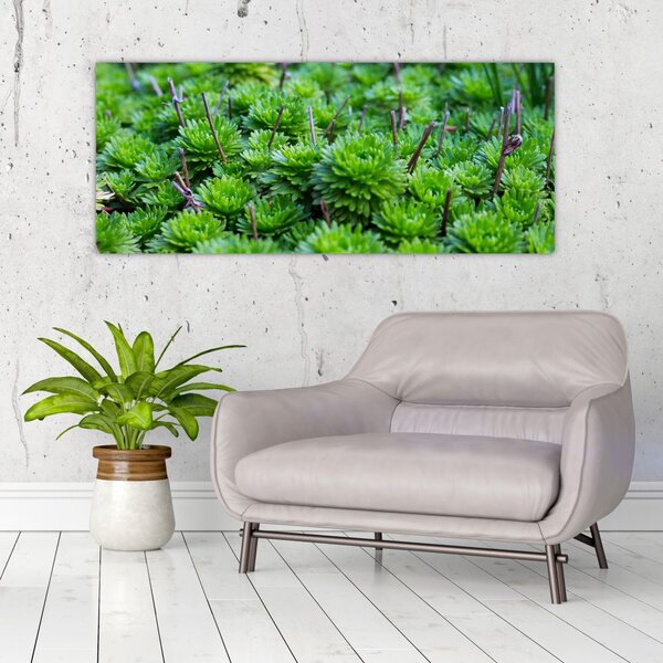 Slika sukulenata (120x50 cm)