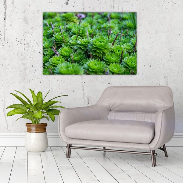 Slika sukulenata (90x60 cm)